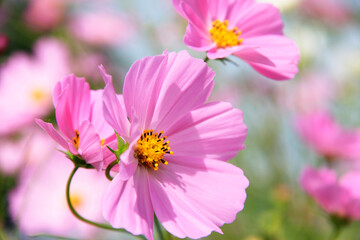 Obraz premium コスモス