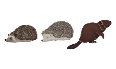 Wild Mammals Like Hedgehog and Beaver as Forest Habitant Vector Set © Happypictures