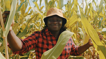 African farmer in the corn field showing around and touching the leaves. High quality photo