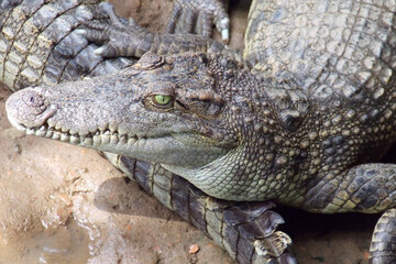 Muzzle of the green Nile crocodile