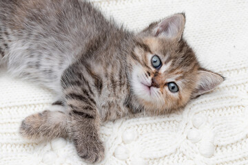Fototapeta na wymiar Small tabby kitten close up