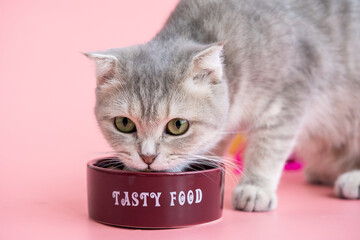 beautiful grey cat eats food from a bowl on a pink background. High quality photo