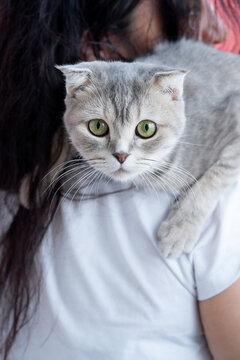 a beautiful grey cat sits on the owner's shoulder and looks at the camera. High quality photo