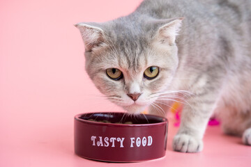 beautiful grey cat eats food from a bowl on a pink background. High quality photo