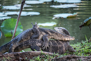Close up the Asian Two water monitor (Varanus salvator) - lizards fighting each other.