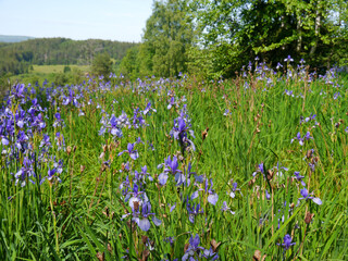 Sibirische Schwertlilien - Iris sibirica