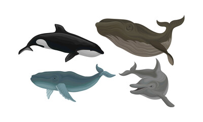 Marine Habitant with Dolphin and Whale Vector Set