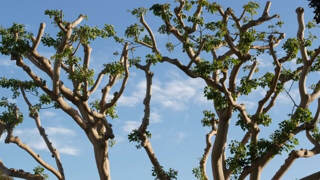 Large weird coral trees in Embarcadero Marina park near USS Midway and Convention Center, Seaport Village, San Diego, California USA. Big unusual strange tree near Unconditional Surrender Statue.