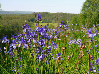 Sibirische Schwertlilien - Iris sibirica
