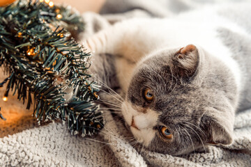 British Shorthair cat laying under the Christmas three, lights, winter time, holidays, new year
