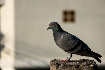 Close-up Pigeon Bird standing. Beautiful bird.