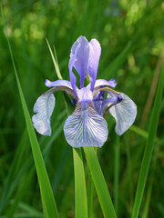 Sibirische Schwertlilie - Iris sibirica