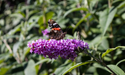 Admiral Schmetterling mit verletzten Flügeln