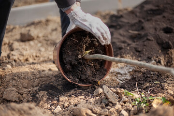 Planting a plant in the ground. The gardener prepares the seedling for burying into the soil. 