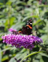 Admiral Schmetterling mit verletzten Flügeln