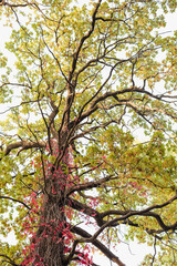 tree against the sky, branches with leaves