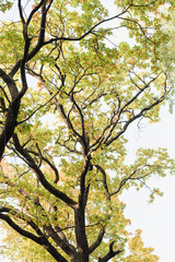 tree against the sky, branches with leaves