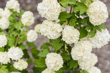 shrub with white flowers, White flowers