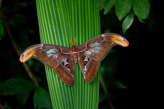 รูปภาพAttacus – เลือกดูภาพถ่ายสต็อก เวกเตอร์ และวิดีโอ1,506 | Adobe Stock