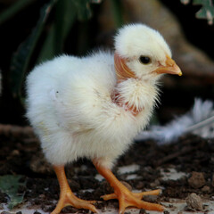 A three day old yellow chick explores the world. It has no feathers on its neck.