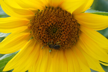 Sunflowers and bees 