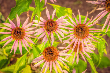 Pink Echinacea flowers in the garden close-up in the sunlight. Beautiful background of pink flowers