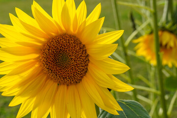 Sunflowers macro 