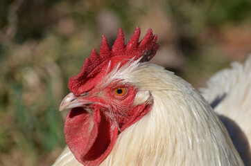 close up of a rooster