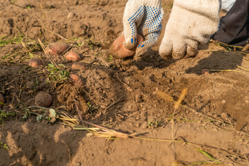 Women's hands collect potatoes close-up on the field. Potato harvesting in season.