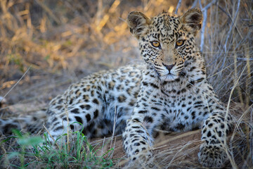 Naklejka na ściany i meble Leopard (Panthera pardus) juvenile (cub) with the most beautiful eyes. Central Kalahari. Botswana.