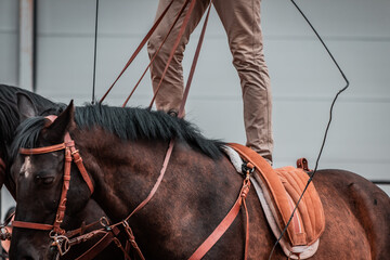 Close up shot of expert equine  rider while performing a stunt. Cowboy riding two chestnut horses...