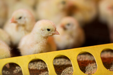 chickens in a cage
