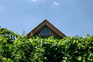 The triangular roof of the old house is visible behind the green leaves. Attic window
