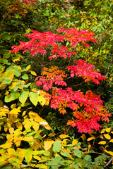紅葉