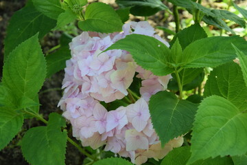 Blado różowe hortensje © Anna
