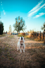 Funny fluffy dog barks on the grass in the park. Vertical photo. Beautiful horizontal landscape view of golden grass field with blue sky.