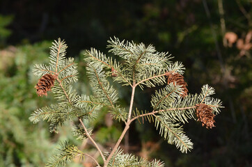 close up of pine cones
