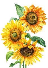 Bouquet of yellow flowers, sunflowers on an isolated white background, watercolor painting, hand drawing
