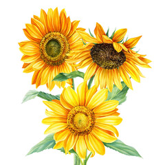 Bouquet of autumn yellow flowers, sunflowers on an isolated white background, watercolor painting, hand drawing