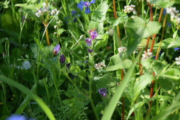 Dzikie kwiaty  - łąka przyjazna dla owadów © Anna