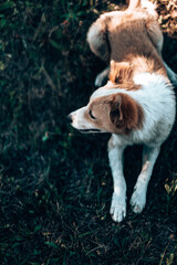 Naklejka na ściany i meble Top view of a cute redhead white dog lies and rests on the grass in the park, vertical orientation photo