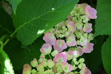 Blado różowe hortensje © Anna