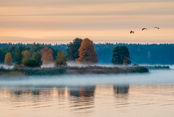 Autumnal landscape with mist above water, and migrating birds, Baltic region, Europe