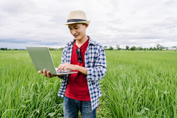 Asian man smart farmer researching rice data and collect biological data of the rice plant. To test the quality and examine the problems of diseases and pests in GMO rice fields.