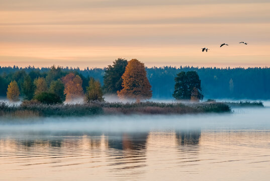Autumnal landscape with mist above water, and migrating birds, Baltic region, Europe © sergei_fish13