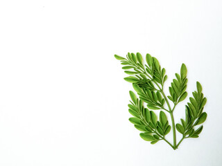 Greenest Moringa Oleifera leaves isolated on white background with copy-space. 