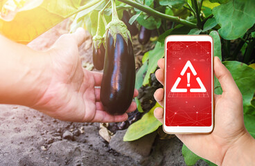Phone in hand displaying a warning on background of a hand holds an unpicked eggplant. Use of...