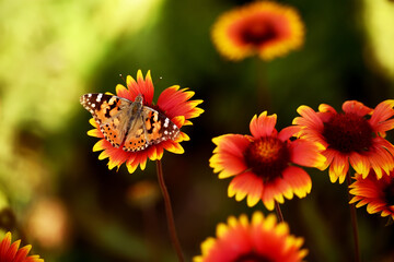 Variegated bright chamomile flowers on a natural background and a red butterfly.