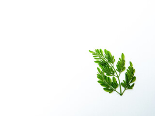 Greenest Moringa Oleifera leaves isolated on white background with copy-space. 