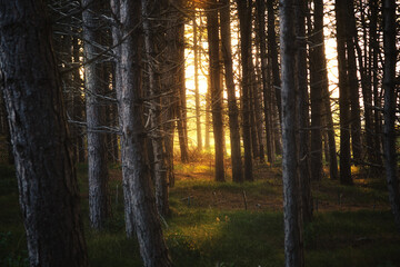 Obraz premium Goldenes Licht im dunklen Wald